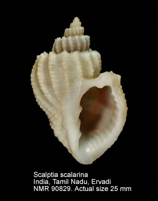 Scalptia scalarina