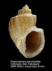Nipponaphera paucicostata