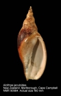 Alcithoe jaculoides
