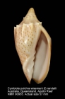 Cymbiola pulchra wisemani