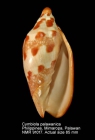 Cymbiola palawanica
