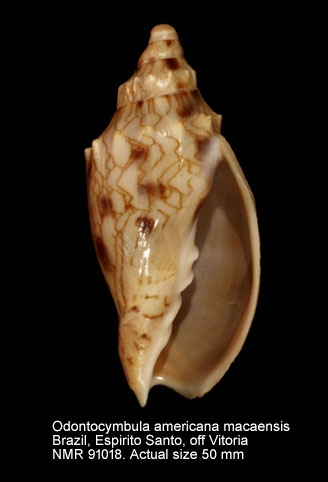 Odontocymbiola americana macaensis