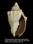 Odontocymbiola americana saotomensis