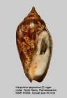 Harpulina lapponica