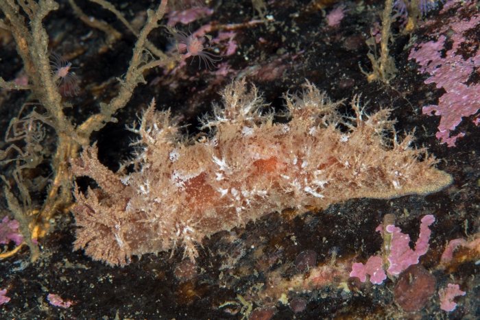 Dendronotus europaeus Dendronotus europaeus
