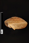 JPG file