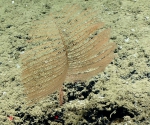 Bathypathes sp., 2081 m Gulf of Mexico

Image courtesy of the NOAA Office of Ocean Exploration and Research, Gulf of Mexico 2017.