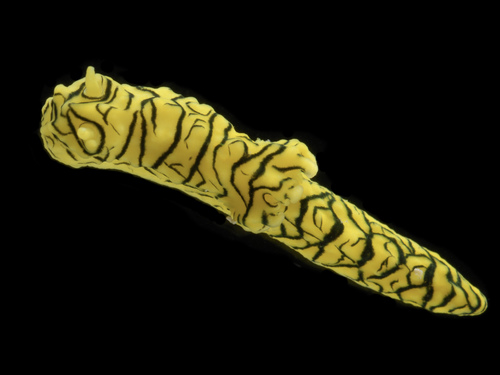 Notodoris minor