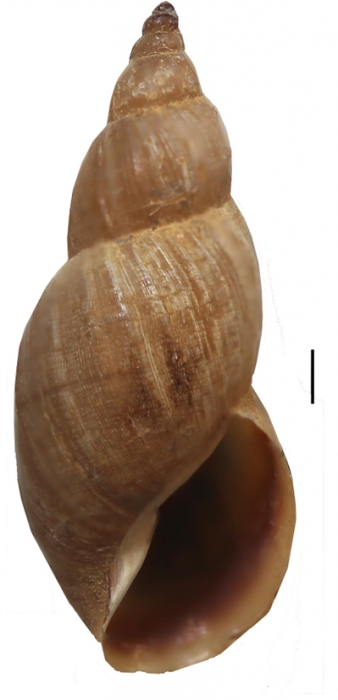 Stagnicola saridalensis Stagnicola saridalensis