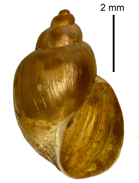 Galba (Sibirigalba) sibirica Galba (Sibirigalba) sibirica