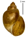 Mollusca (molluscs)