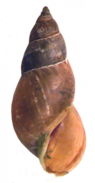 Ladislavella terebra shell Ladislavella terebra shell