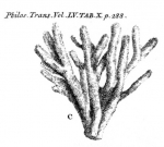 Spongia stuposa Ellis & Solander, 1786