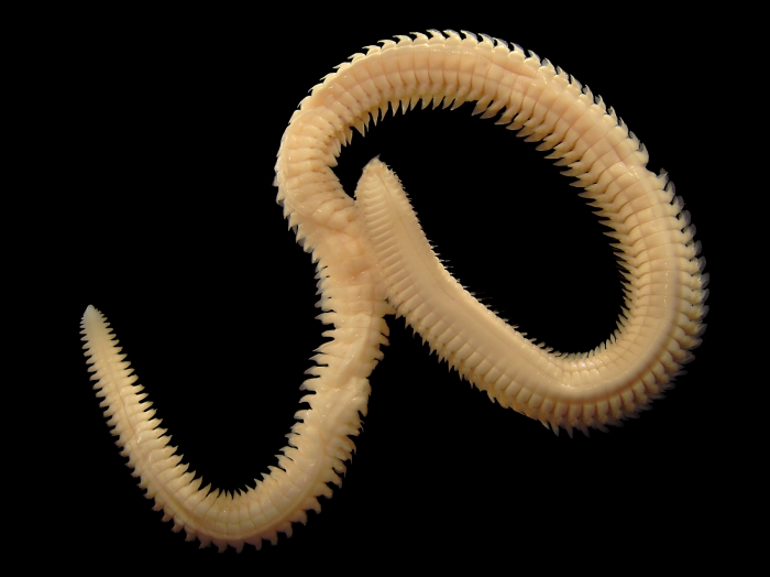 Nephtys hombergii Savigny, 1818 Nephtys hombergii Savigny, 1818