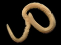 Polychaeta (bristle worms)