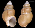 Mollusca (molluscs)