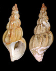Plicibuccinum plicatum Golikov & Gulbin, 1977
