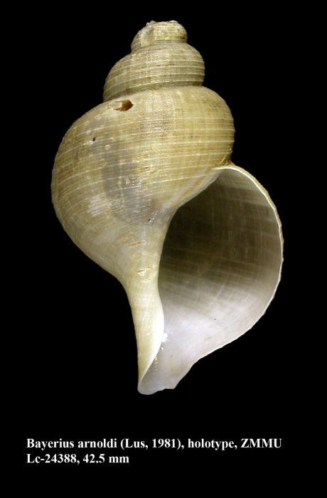 Bayerius arnoldi (Lus, 1981) [holotype]