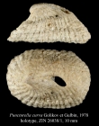 Puncturella curva Golikov et Gulbin, 1978 [holotype]