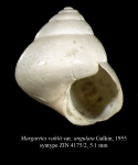Margarites vahlii var. angulata Galkin, 1955 [syntype]