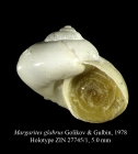Margarites glabrus Golikov & Gulbin, 1978 [holotype]