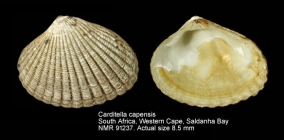 Carditella capensis