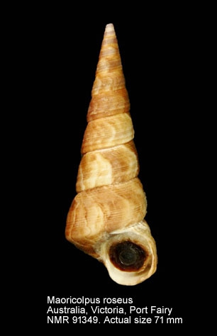 Maoricolpus roseus