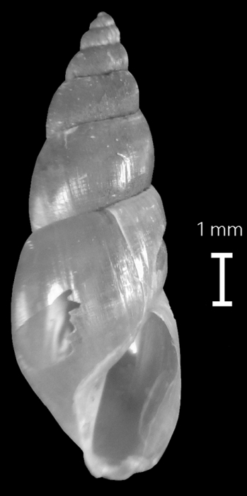 Aenigmomphiscola europaea shell Aenigmomphiscola europaea shell