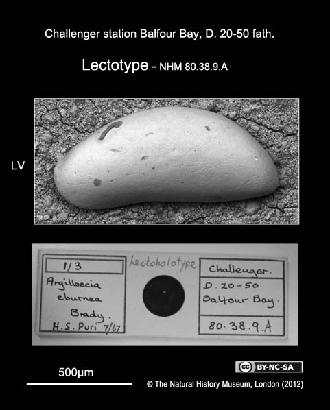 Lectotype of Argilloecia eburnea Brady, 1880
