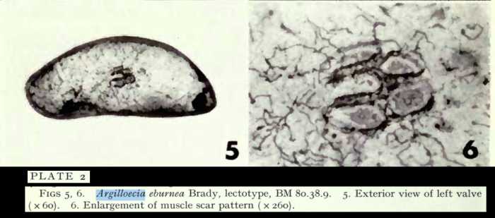 Argilloecia eburnea Brady, 1880 - lectotype from Puri &amp; Hulings, 1976
