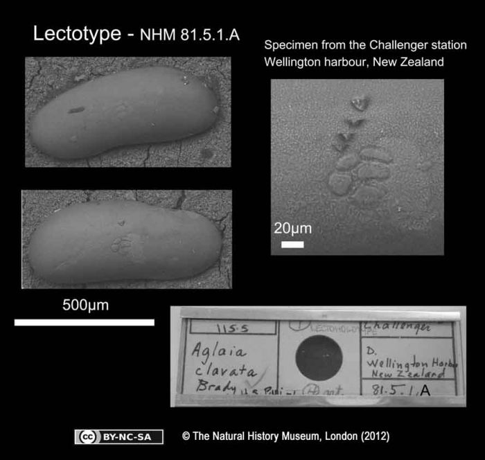Aglaia clavata Brady, 1880 - lectotype Aglaia clavata Brady, 1880 - lectotype