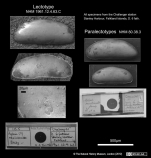 Aglaia meridionalis - Lectotype