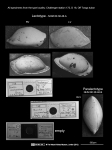 Bairdiidae