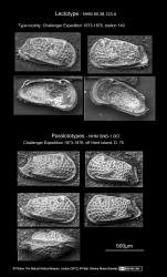 Cythere wyvillethomsoni - Lectotype and paralectotypes