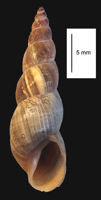 Ladislavella liogyra Ladislavella liogyra