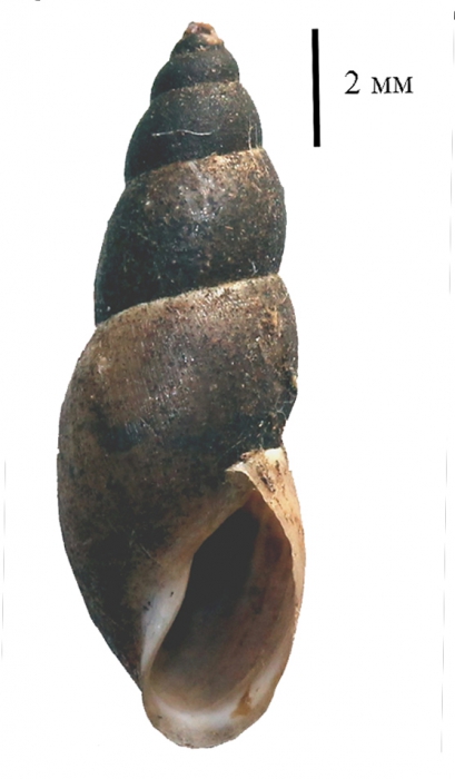 Omphiscola glabra shell