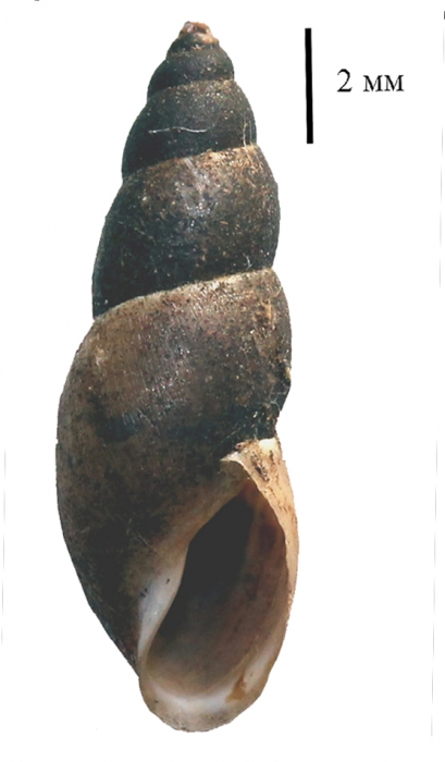 Omphiscola glabra shell Omphiscola glabra shell