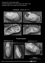 Cythere subrufa - Lectotype and Paralectotypes