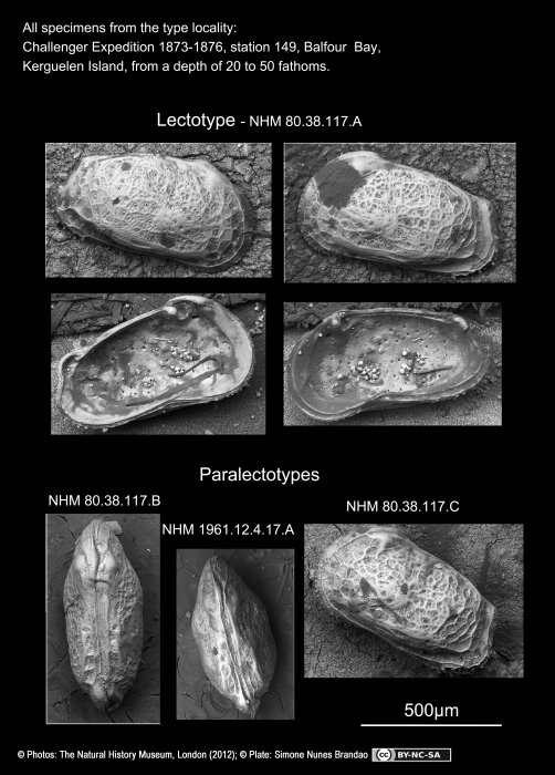 Cythere subrufa - Lectotype and Paralectotypes Cythere subrufa - Lectotype and Paralectotypes