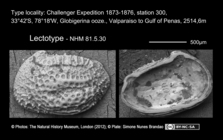 Lectotype of Cythere sulcatoperforata Brady, 1880