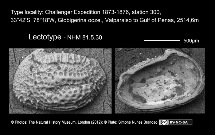 Lectotype of Cythere sulcatoperforata Brady, 1880 Lectotype of Cythere sulcatoperforata Brady, 1880