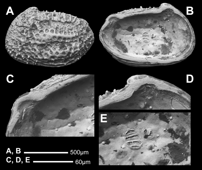 Lectotype of Cythere sulcatoperforata Brady, 1880