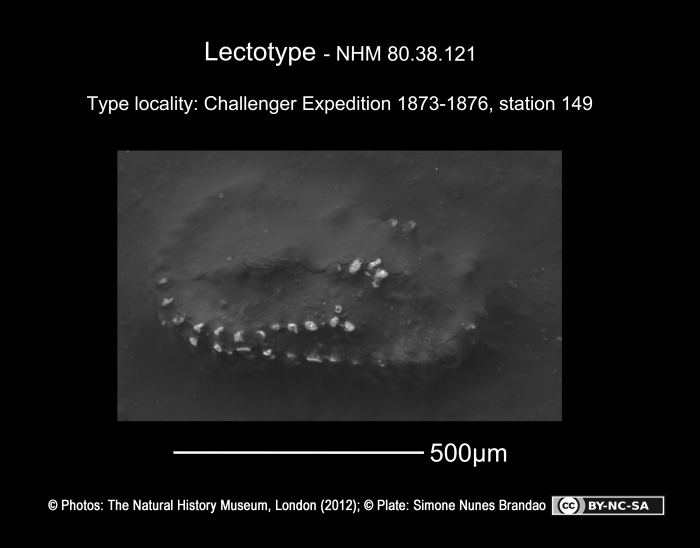 Cythere tricristata - Lectotype Cythere tricristata - Lectotype