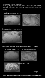 Cytherella dromedaria - Lectotype and Paralectotypes