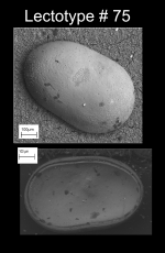 Cytherella lata - lectotype