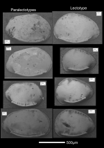 Cytheropteron mucronalatum - Lectotype and Paralectotypes