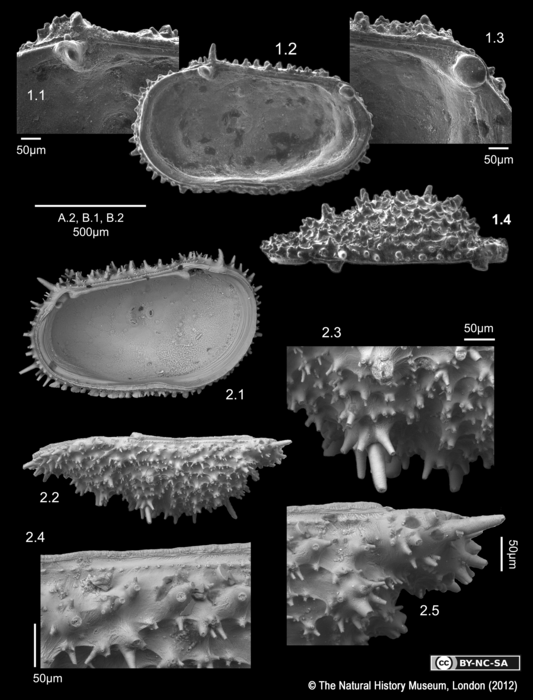 Cythere acanthoderma - Lectotype and Paralectotypes