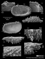 Cythere acanthoderma Brady, 1880 - Lectotype and Paralectotypes