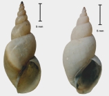 Shells of Lymnaea taurica kazakensis (two syntopic morphs)