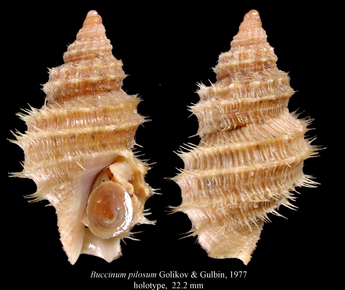 Buccinum pilosum Golikov &amp; Gulbin, 1977